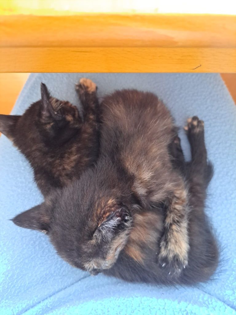 Duas gatinhas para adoção