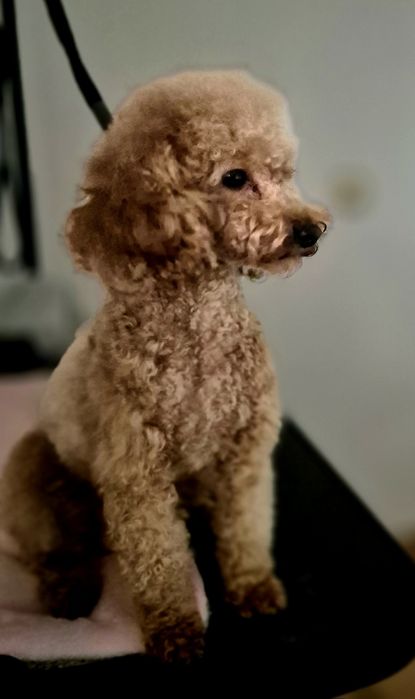 Pudel Toy dorosły piesek FCI