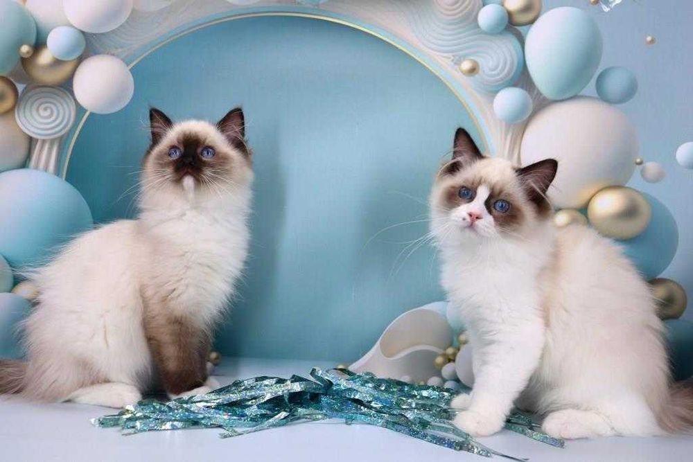 Пухнасті красені регдолли чекають своїх людей