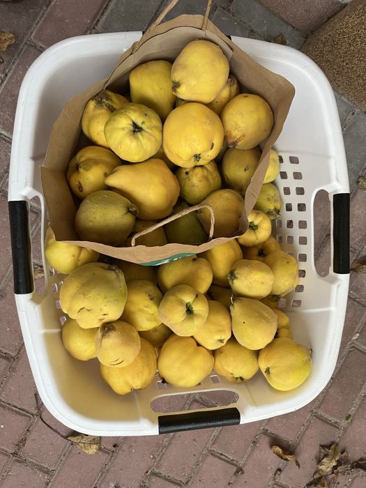 Pigwa gruszkowa z własnego ogrodu