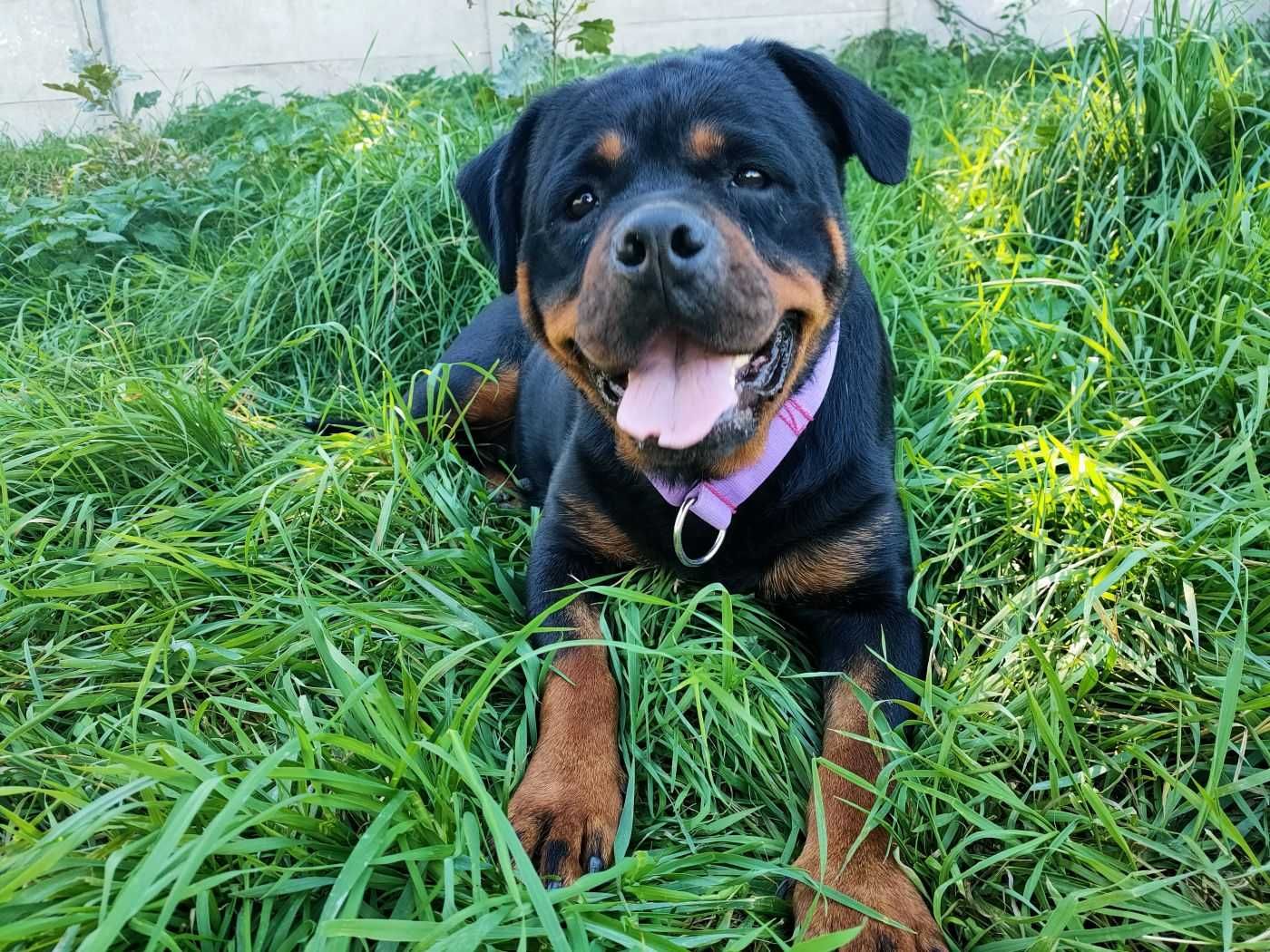 Nika - świetna suka rottweiler szuka dobrego domu