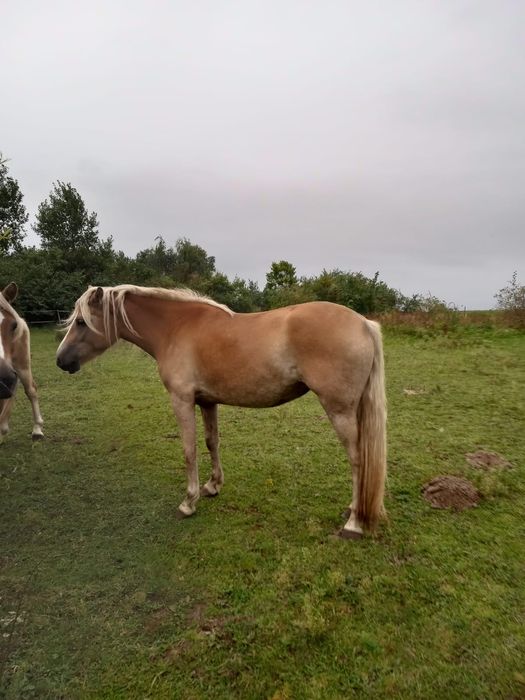 Dwie klacze rasy haflinger