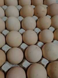 Інкубаційне яйце Кобб молодка для інкубації