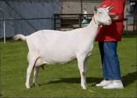 Продам заановську козу, ціна 5000грн дає 3л молока