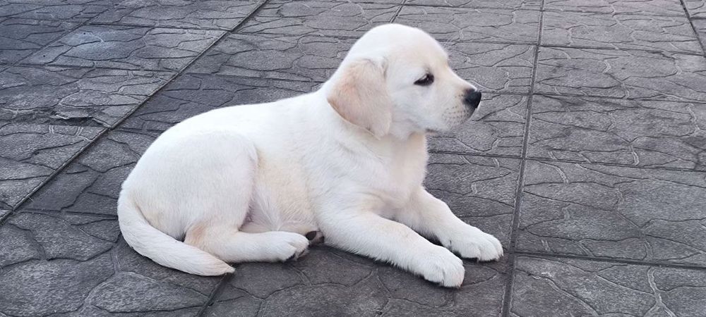 Предлагается к продаже щенок лабрадора ретривера!
Щенки имеют:
• Meтри