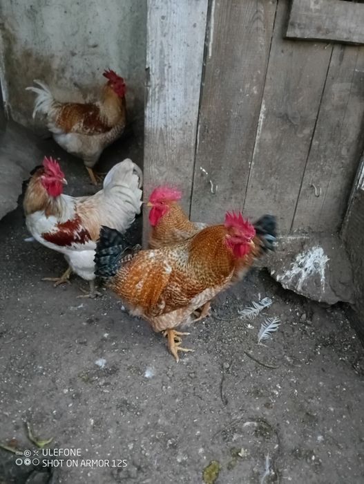 Galos para mudarem de Capoeira