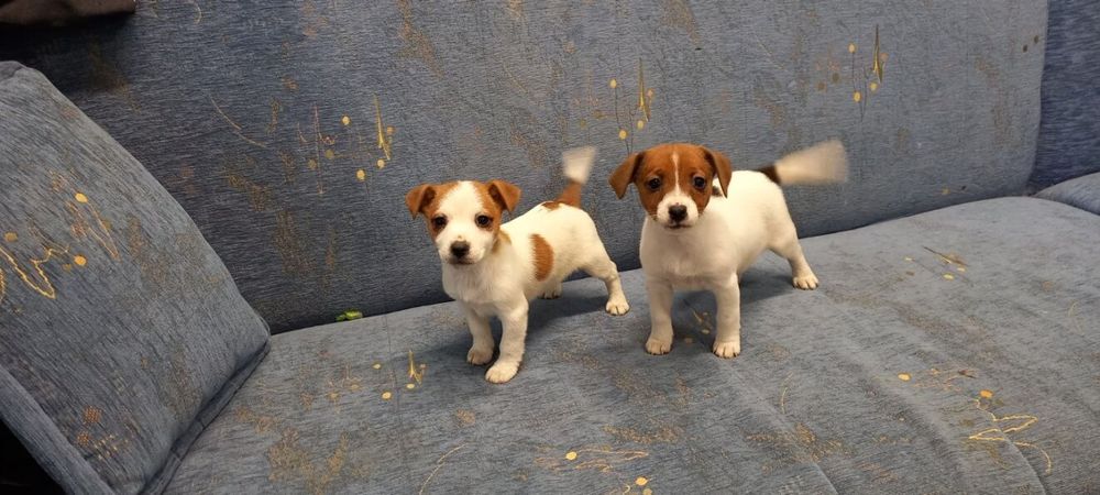Jack Russell Terrier suczka