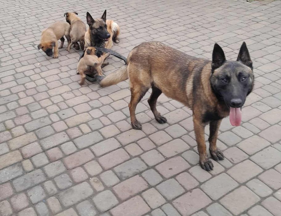 Продам цуценята малінуа