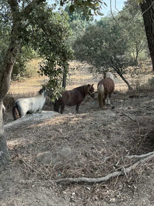 3 ponei femeas a venda