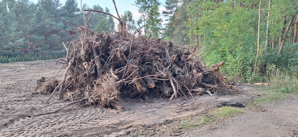 Korzenie na opal lub bio mase
