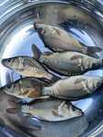Narybek karp, amur, lin, tołpyga, karaś