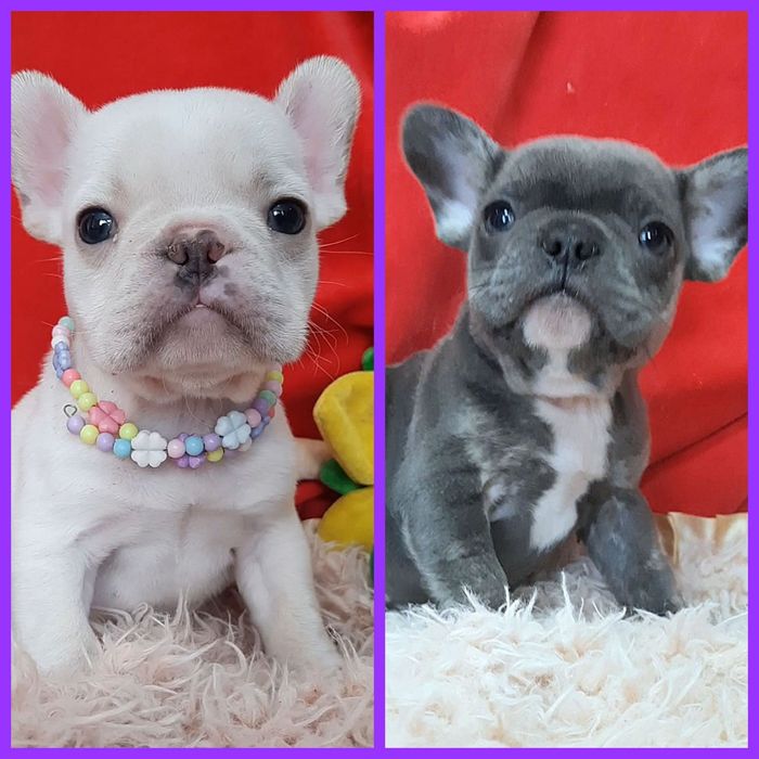 Детки французики