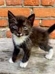 Kotek do adopcji