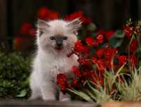 Ragdoll - cudny chlopczyk :)