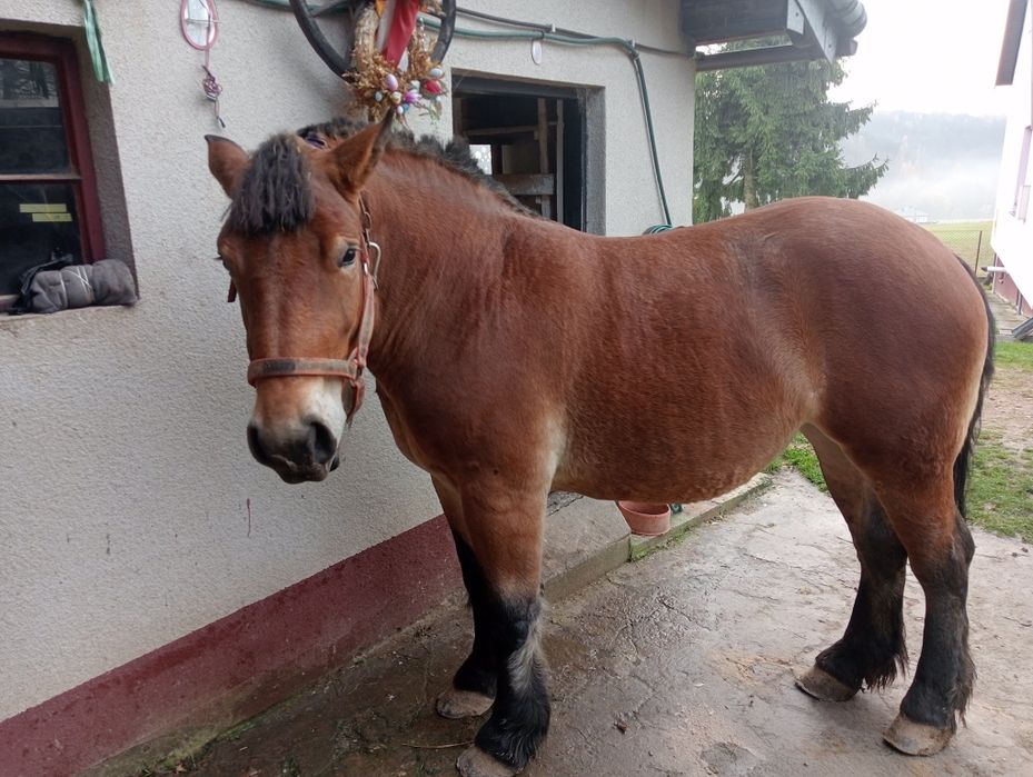 Klacz Zimnokrwista Źrebna