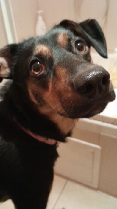 Oddam pieska za darmo