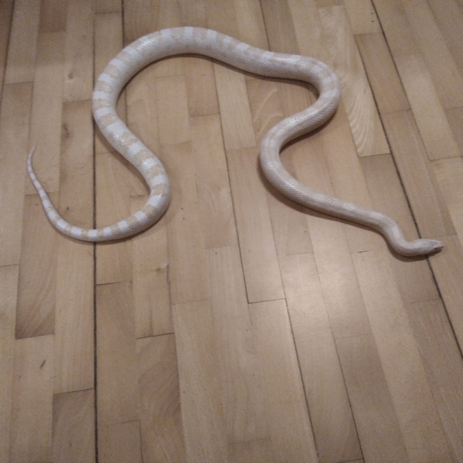 Wąż zbożowy zbożówka.