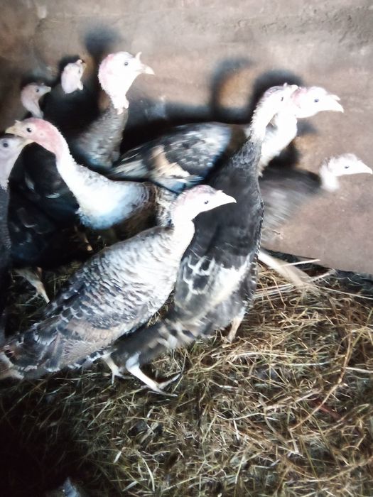 Ovos de perua fecundados (galados)