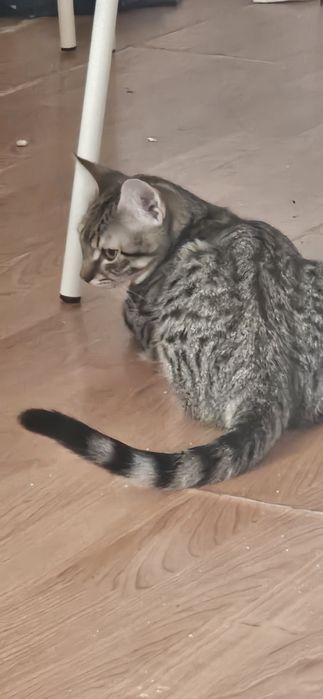 Adoção gatinho - 1 macho 2 femeas