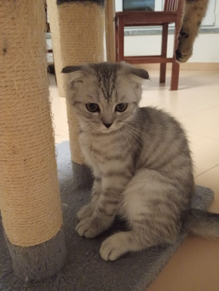 Gatinho Scottis Fold