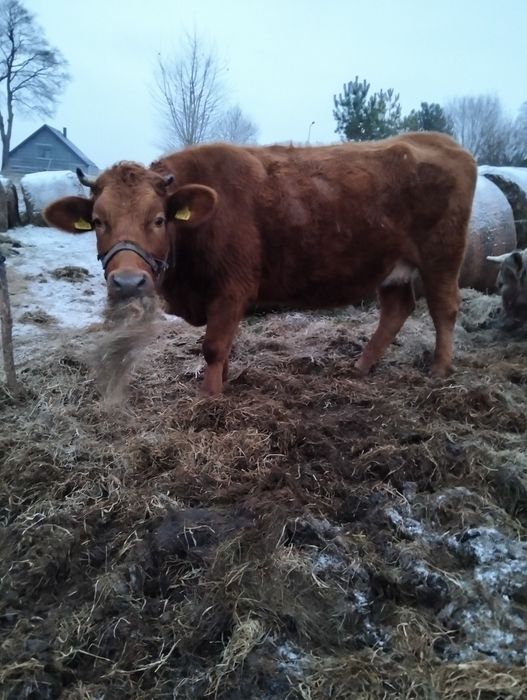 Sprzedam krowy cielne