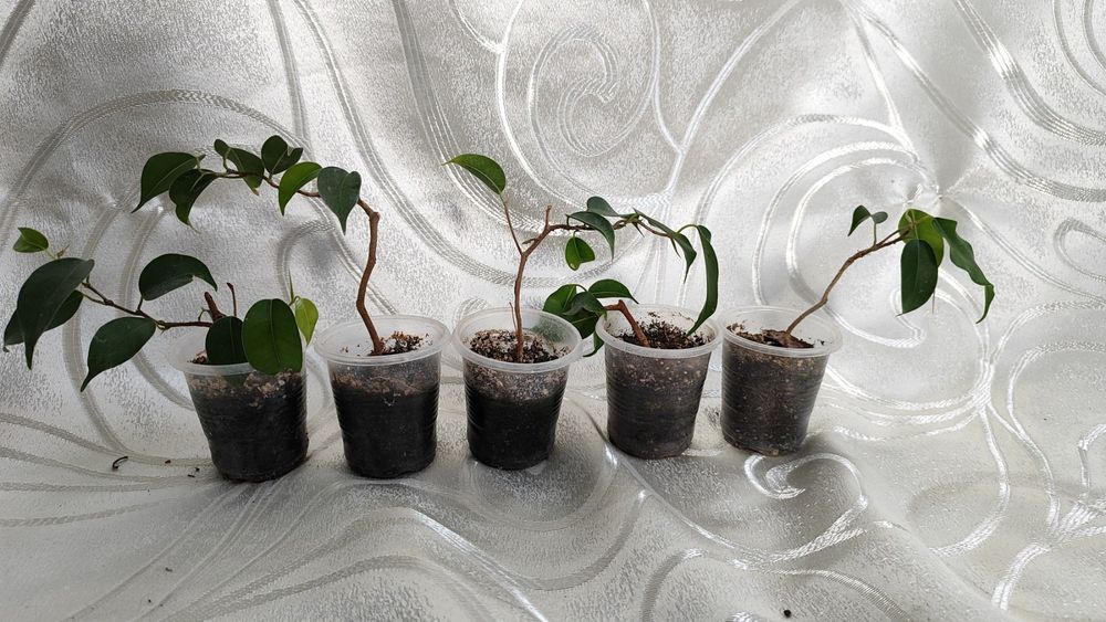 Продам Фикус  Вианди