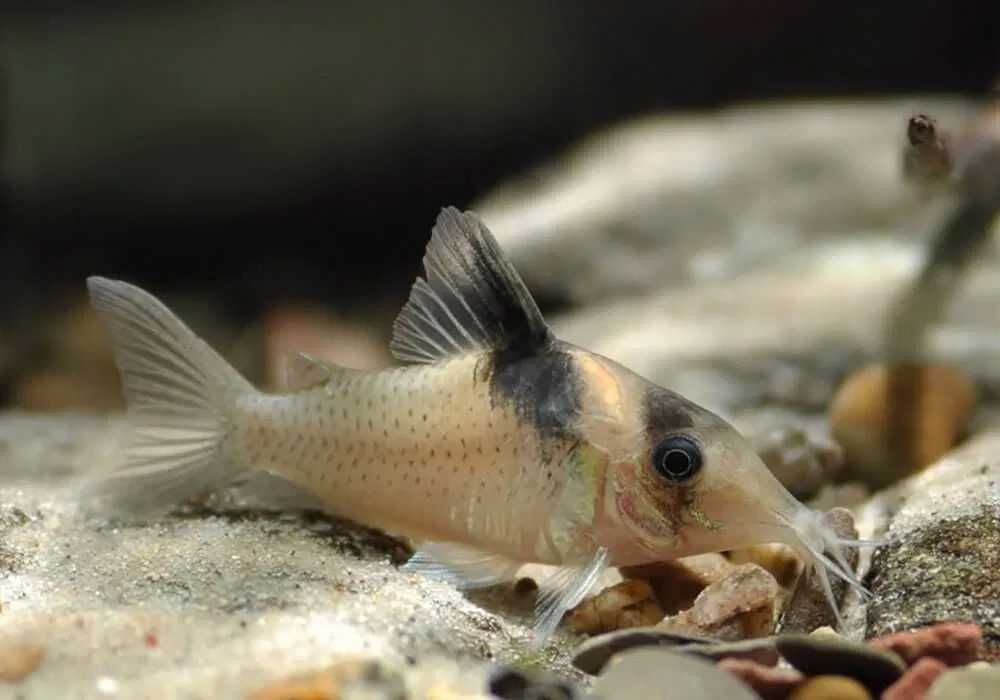 Kirysek siodłaty - Corydoras amandajanea - Kirys - dowóz, wysyłka