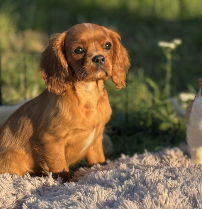 Cavalier king charles spaniel suczka ruby z rodowodem