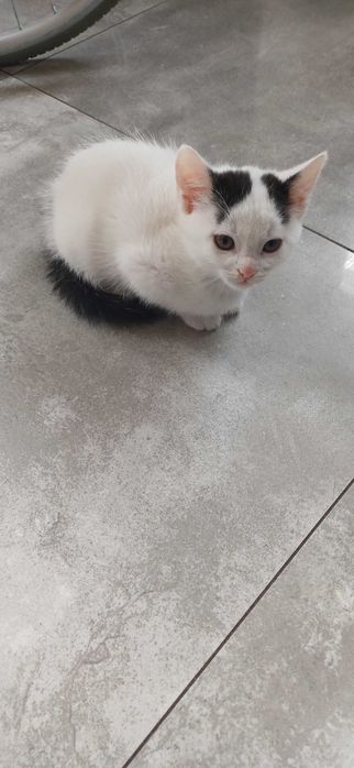 Oddam kociaki w dobre ręce