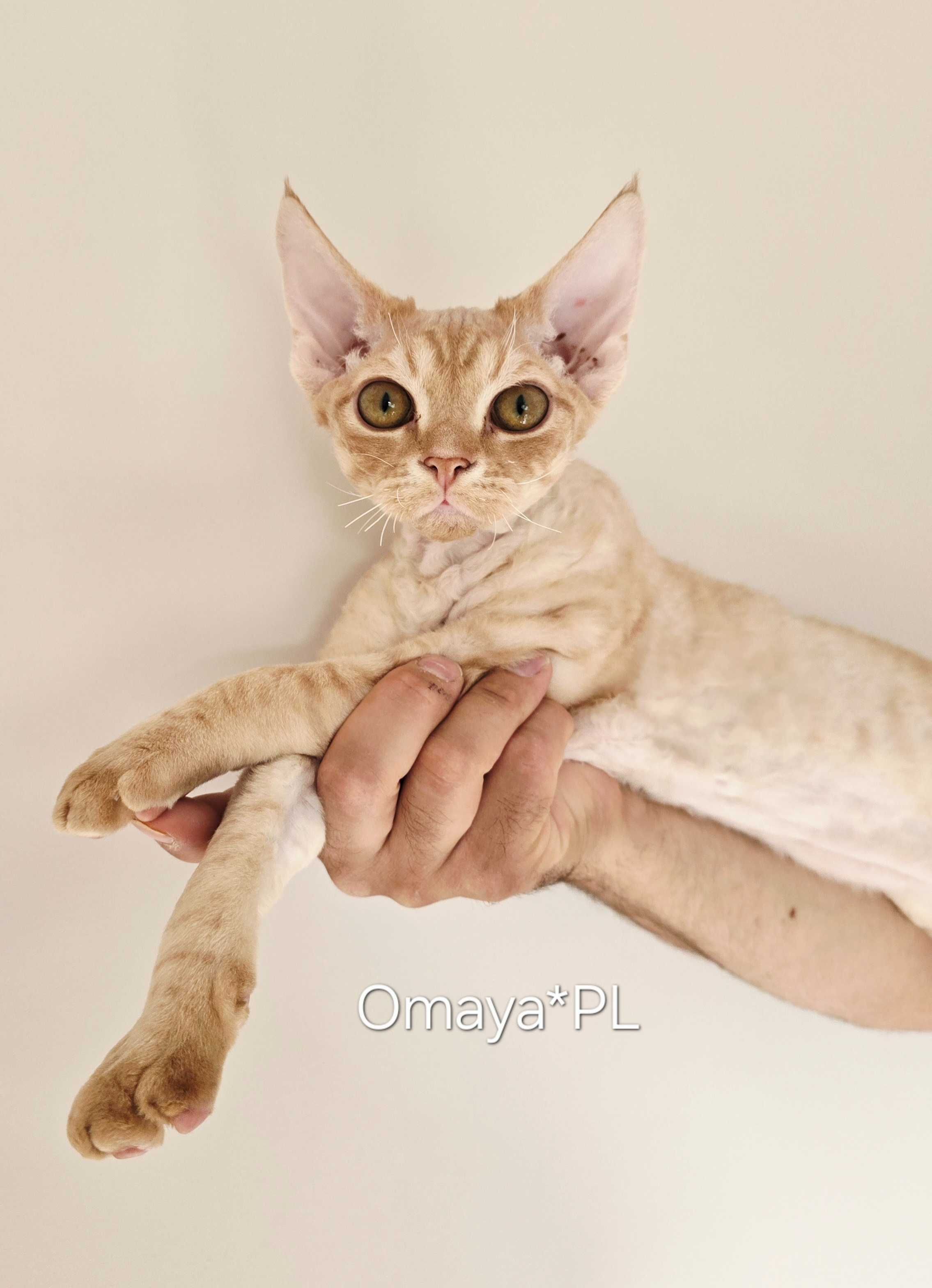 Damon Wolf Omaya PL - łobuziak rasy Devon Rex