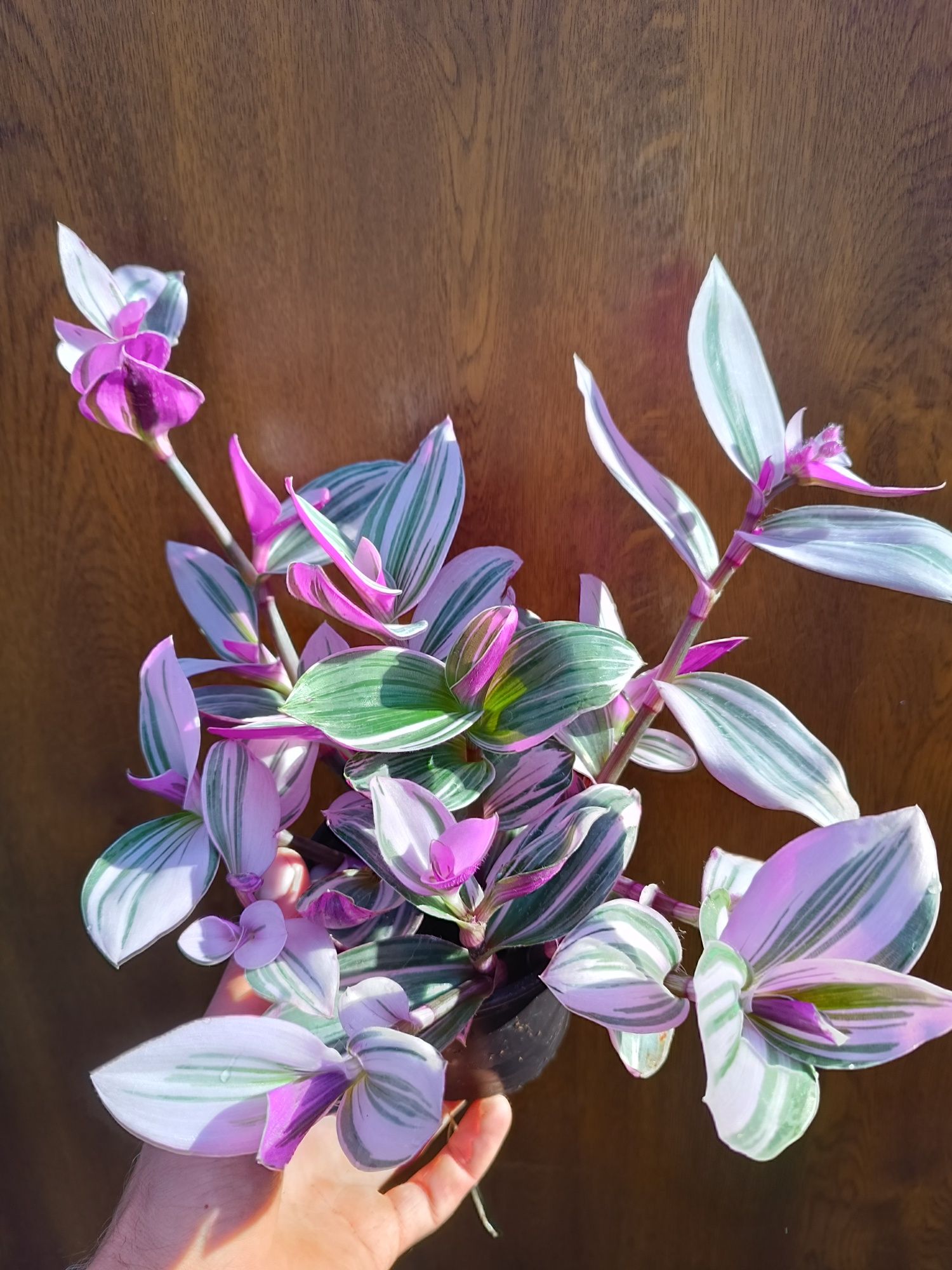 Trzykkrotka tradescantia albiflora nanonuk