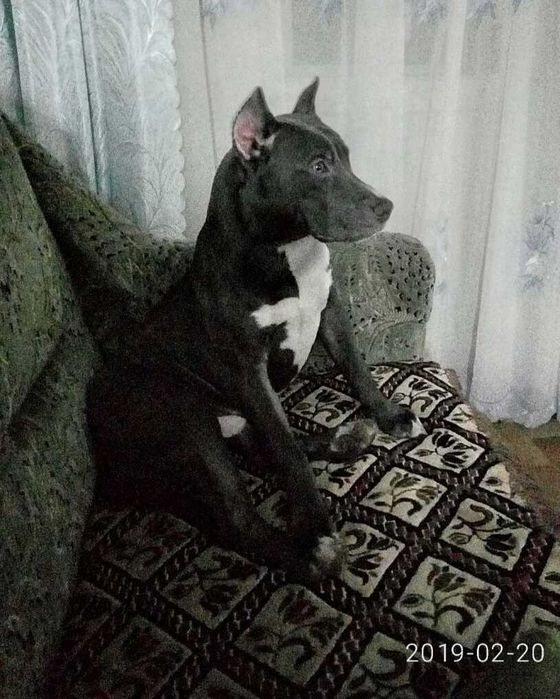 Пітбуль шукає дівчинку для в'язки