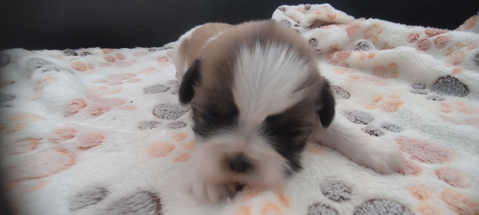 Piesek Shih Tzu.