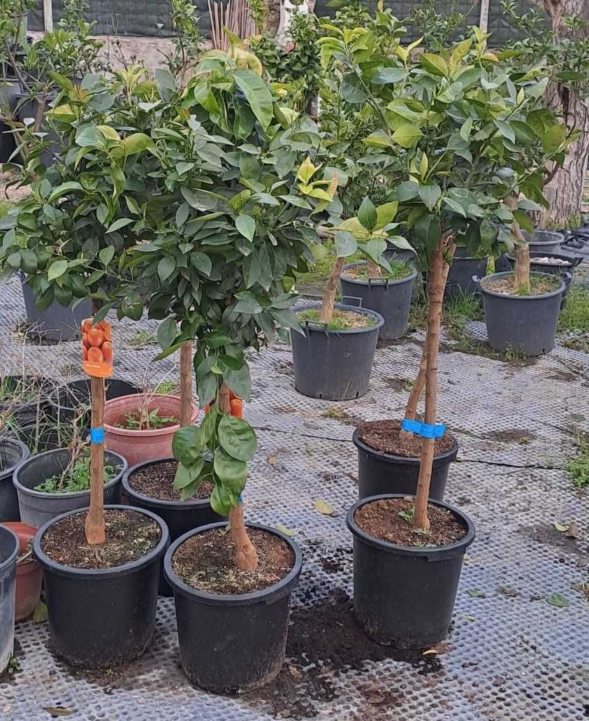 LARANJEIRAS (Citrus Sinensis)