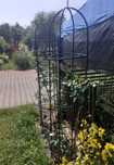 Pergola Ogrodowa Metalowa Kolumnowa Na Kwiaty