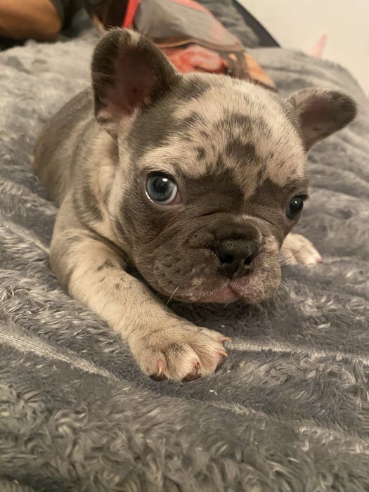 Голубоока дівчинка французького бульдога , мерле