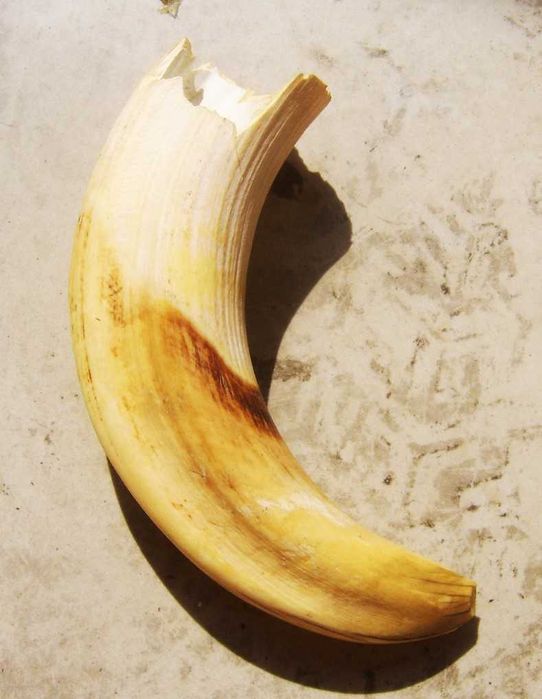 Wielki Kieł Dużego Hipopotama z Egiptu