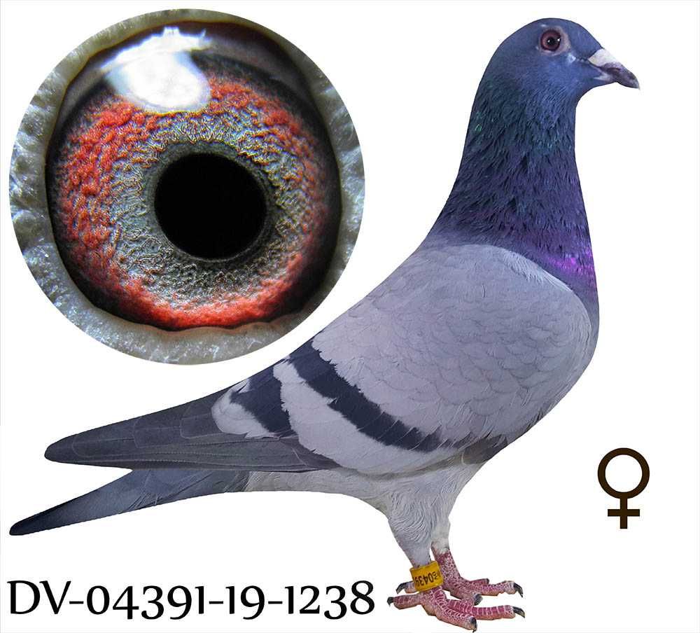 Młode 2025 para 39 Inbred Ringlose Braverheart gołąb gołębie pocztowe