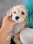 Mega piękny piesek maltipoo