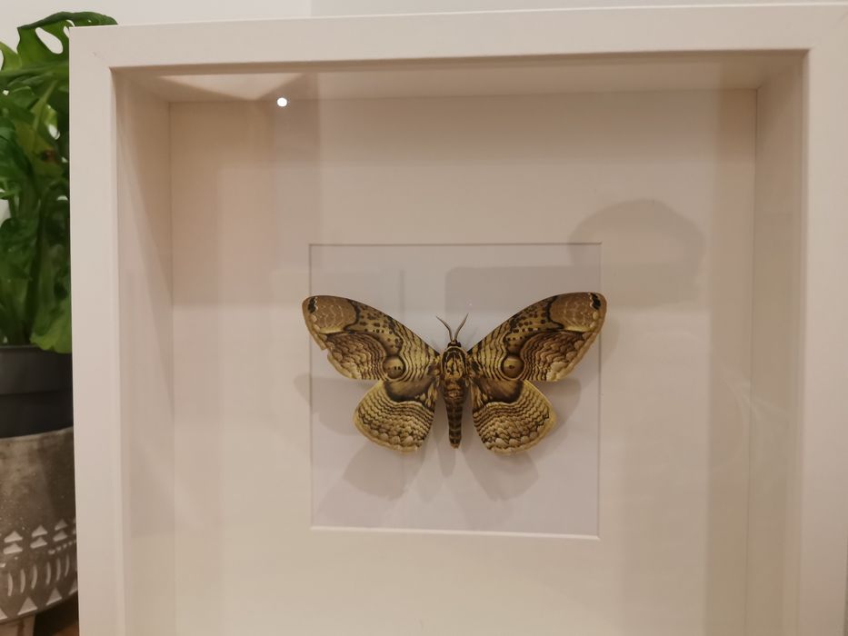 Brahmaea Loeffleri real