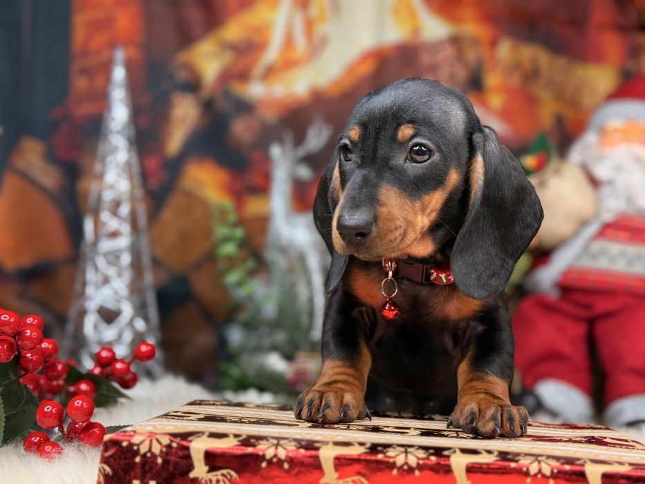 Jamnik krótkowłosy suczka