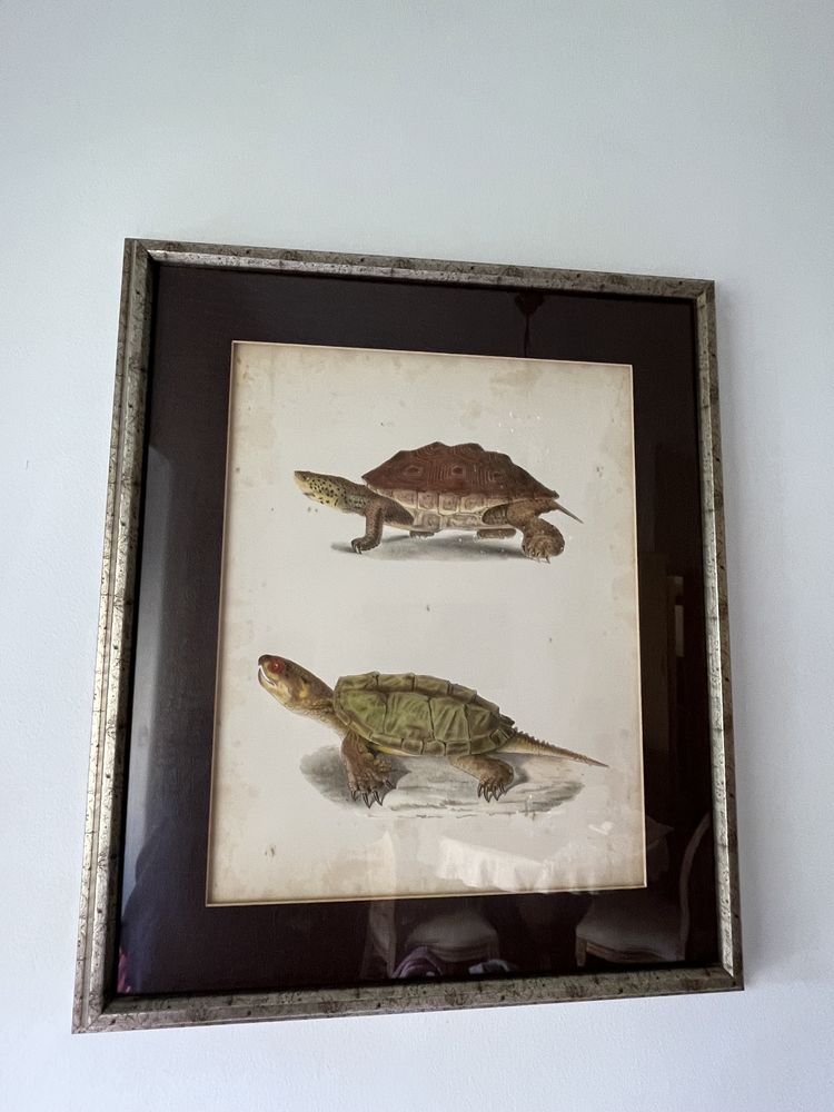 Dois quadros tartarugas