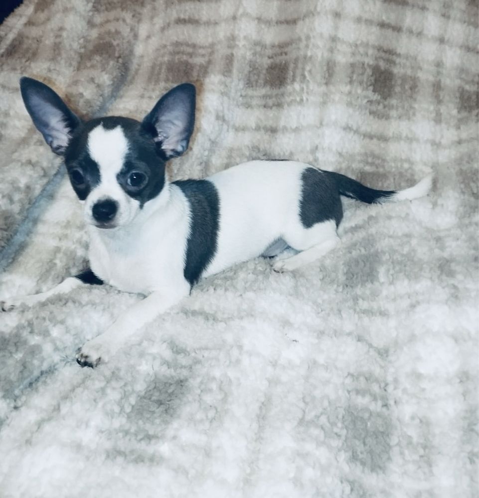 Piesek Chihuahua gotowy do odbioru