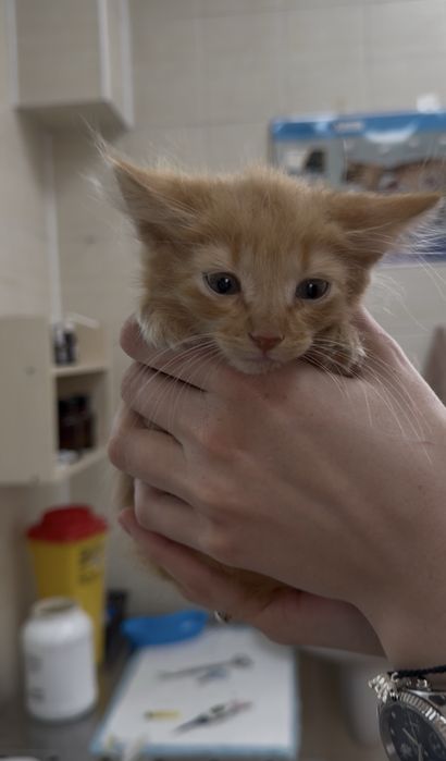 Кошеня в люблячу родину), залишився один малюк
