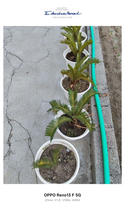 Plantas sicas para venda