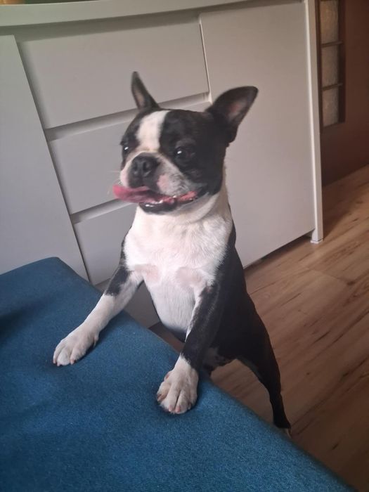 Boston terrier szuka domu