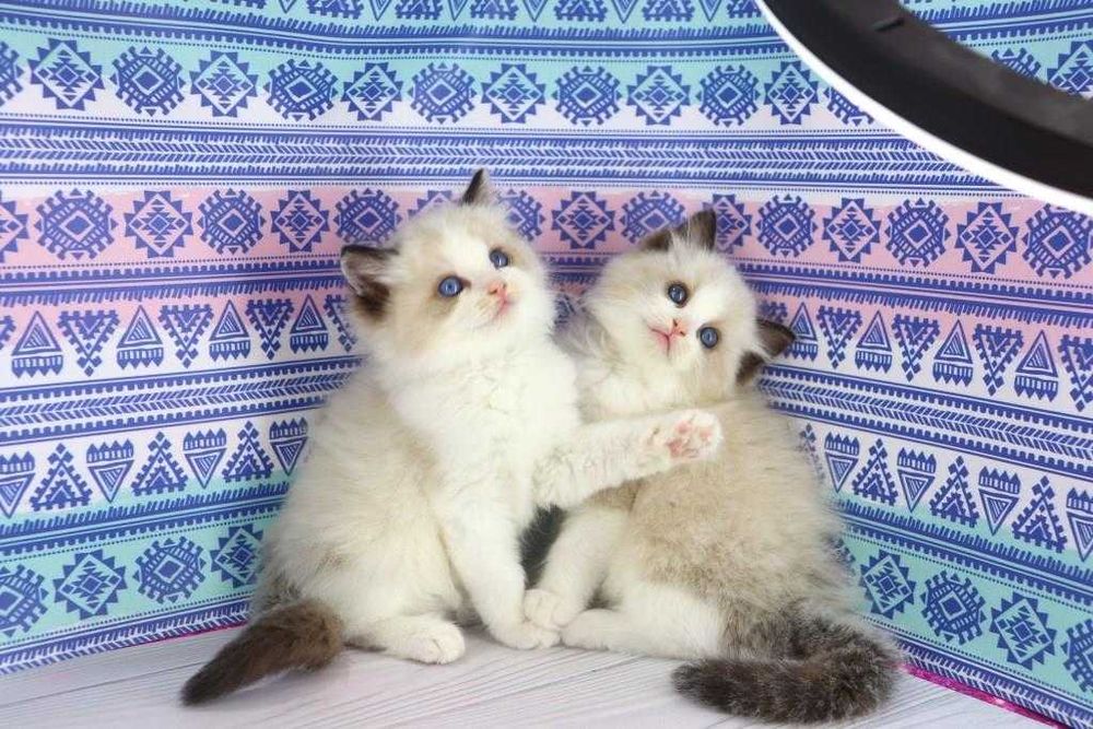 Напівдовгошерсті кошенятка-хлоп та дівчинка. регдол