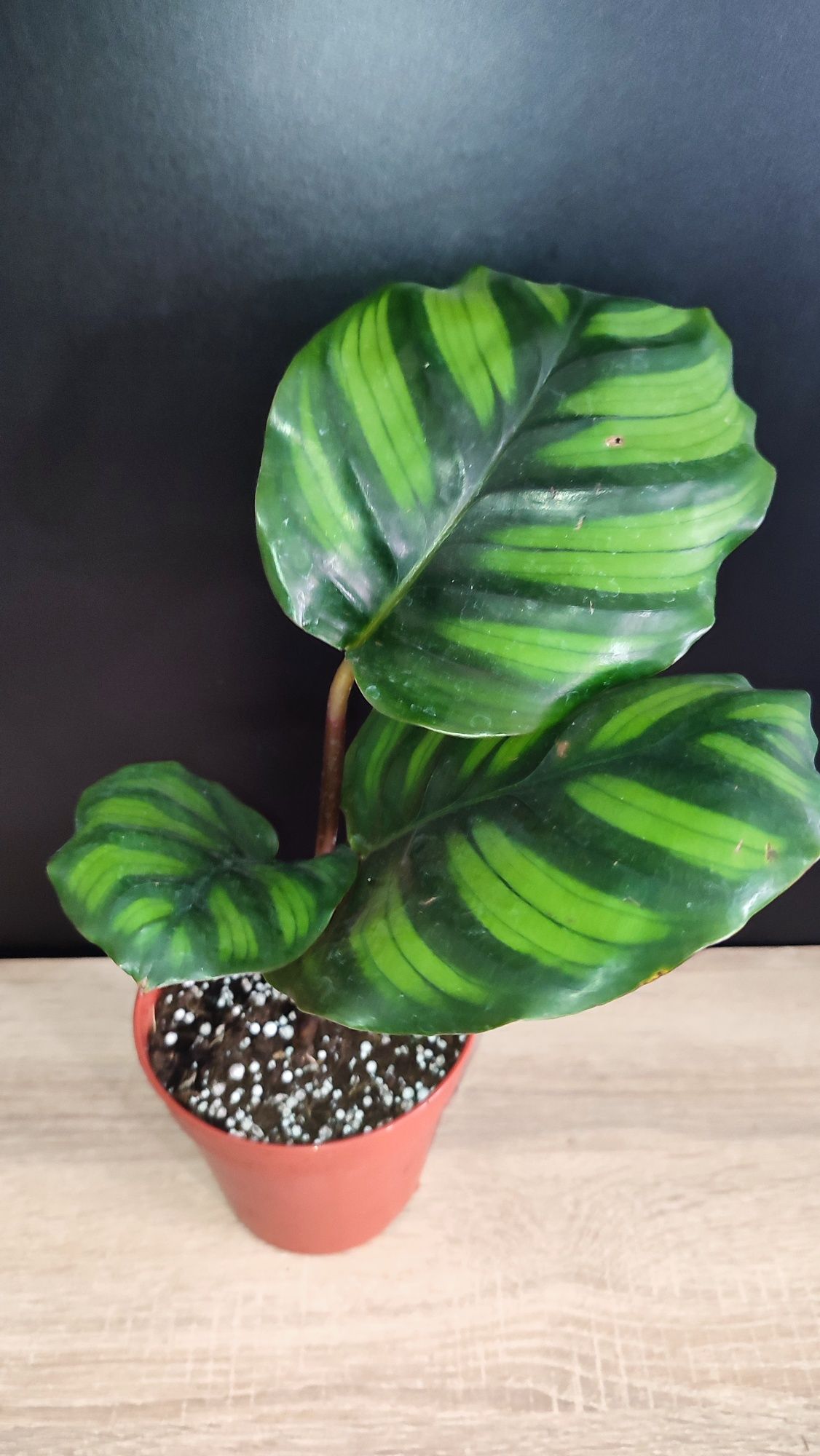 Calathea Fasciata Rotundifolia
