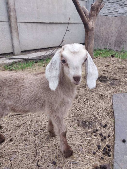 Англо-нубійська козочка, молода коза