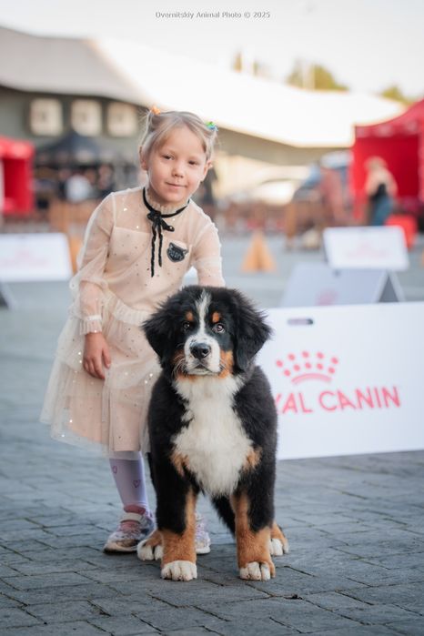 Хлопчик бернський зененхунд